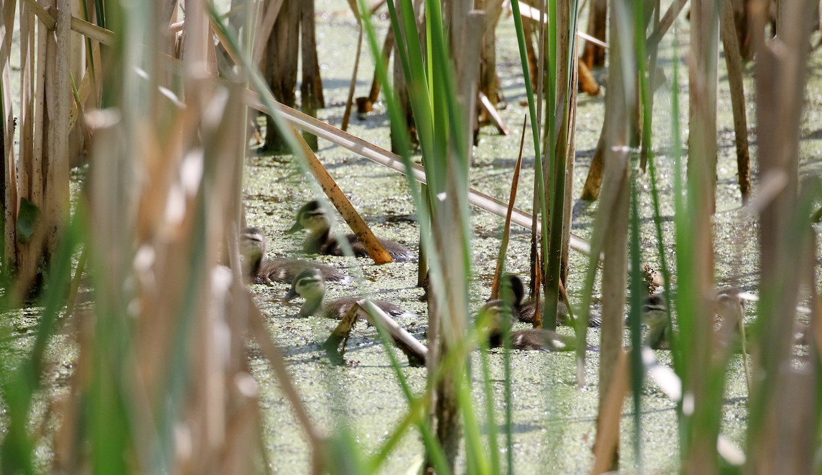 Wood Duck - ML306206941