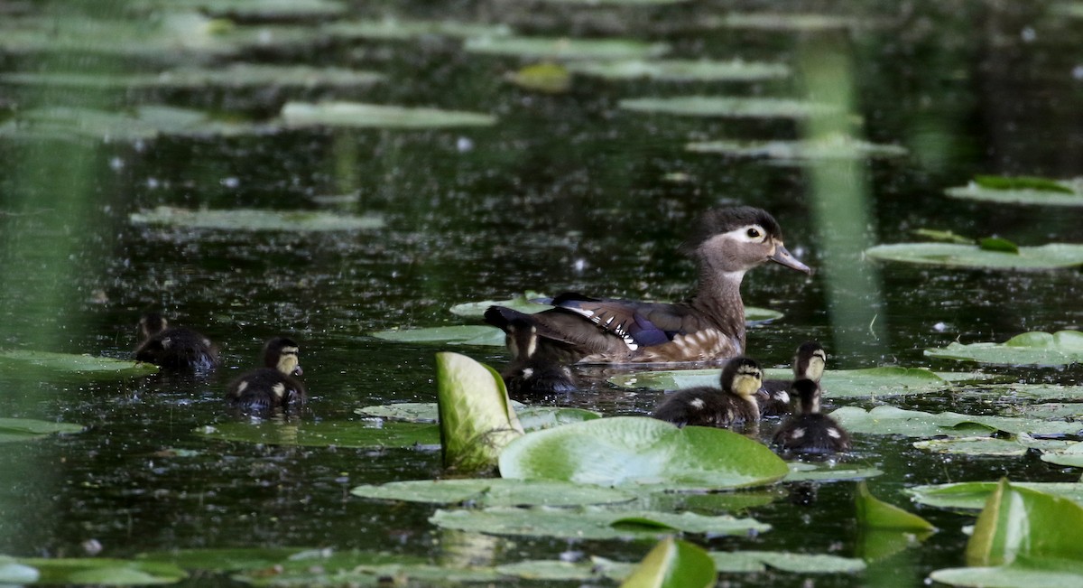 Wood Duck - ML306207241