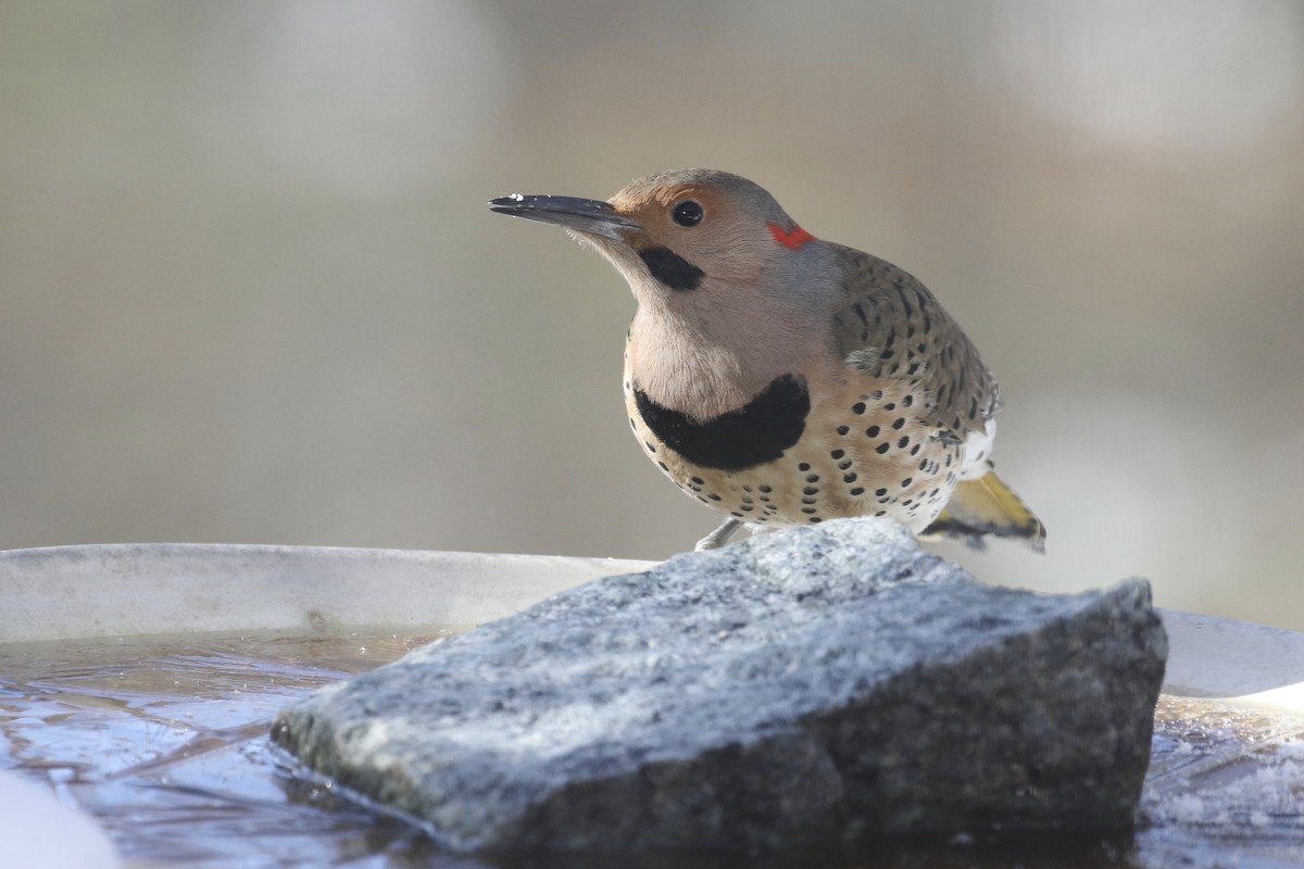 Northern Flicker - Glen Chapman