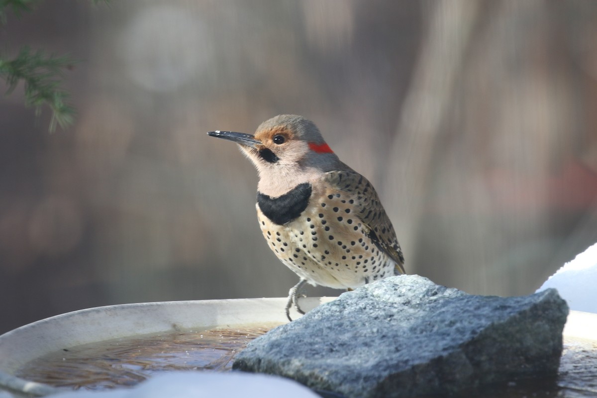 Northern Flicker - Glen Chapman