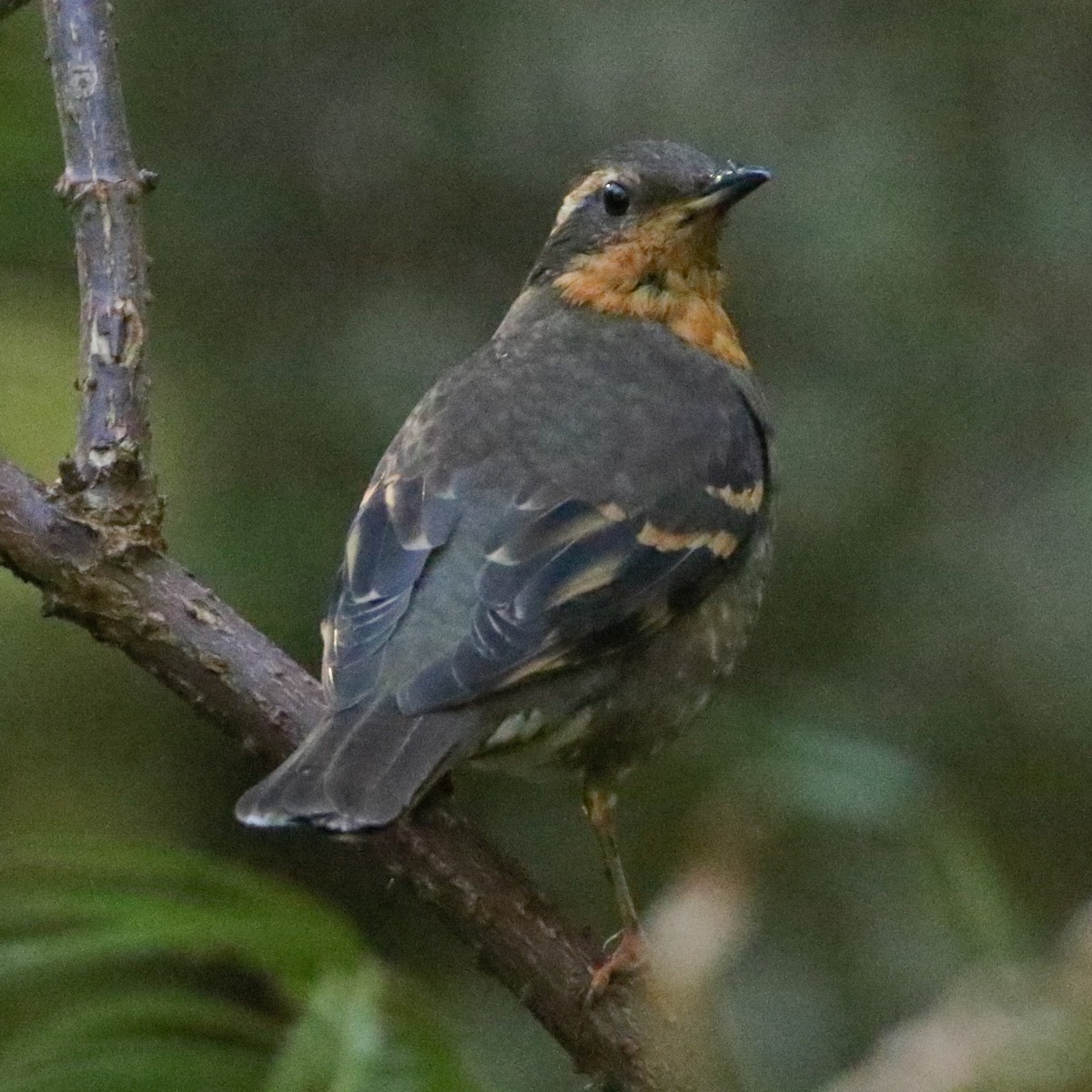 Varied Thrush - ML306208231