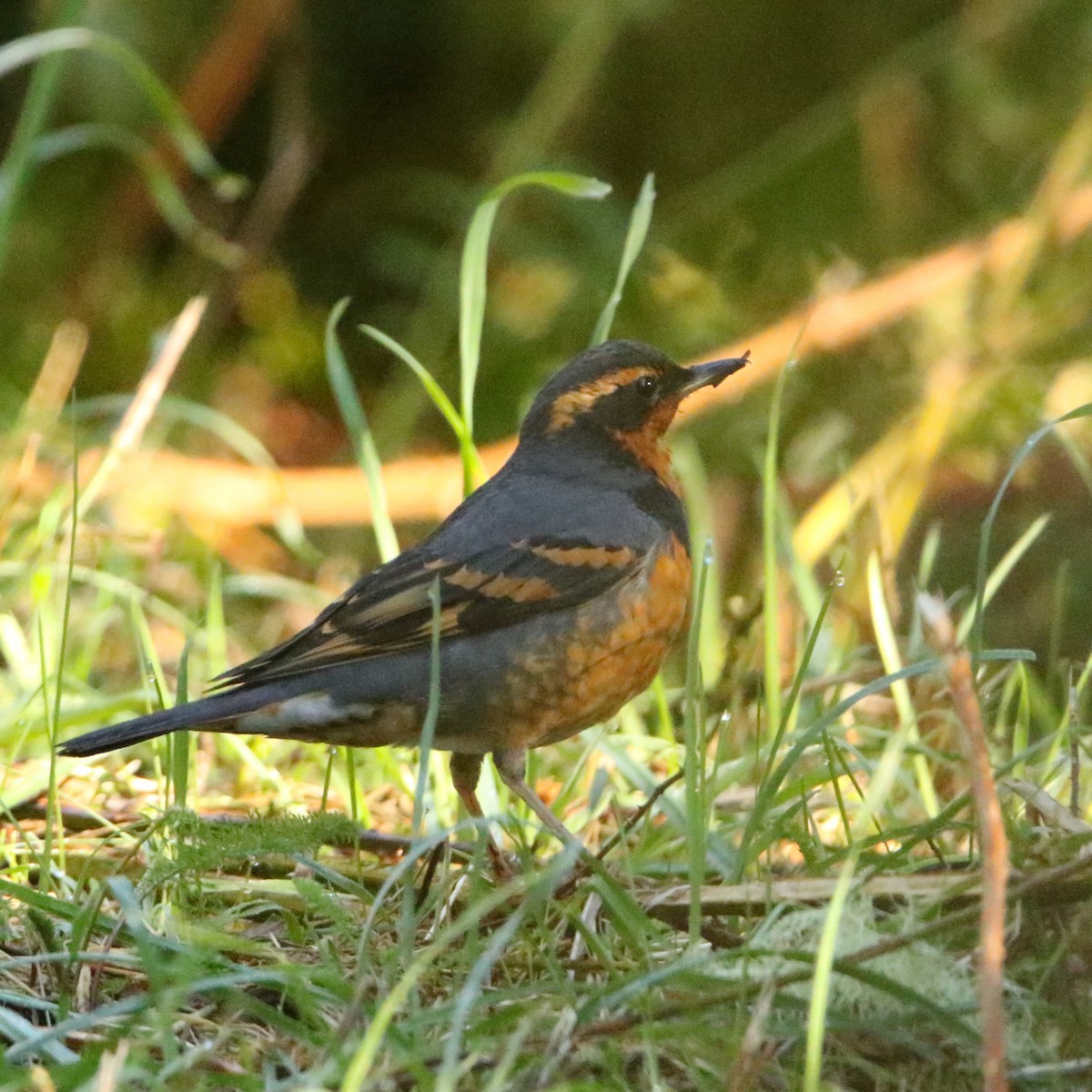 Varied Thrush - ML306208241