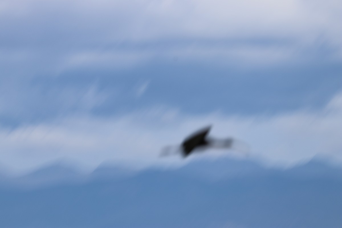 Avoceta Americana - ML306210651