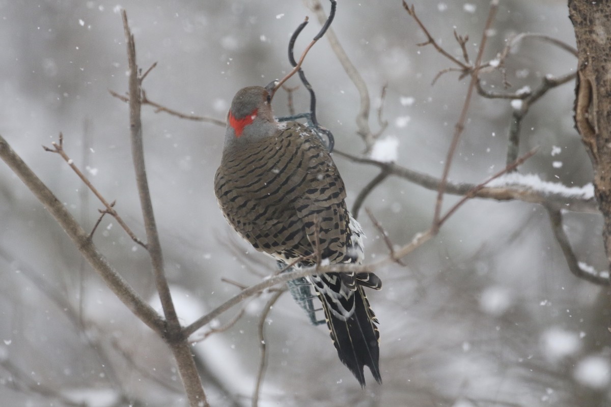 Northern Flicker - Glen Chapman