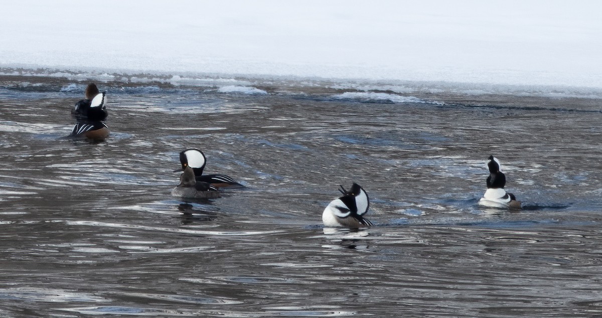 Hooded Merganser - Kalpesh Krishna