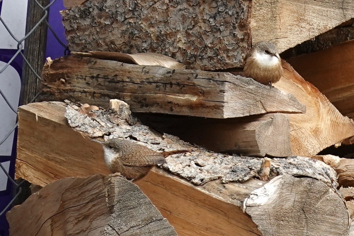 Canyon Wren - ML306212411