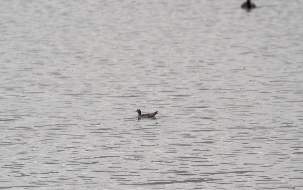 Wilson's Phalarope - ML306213111