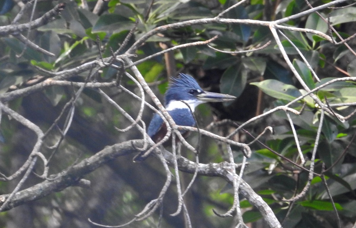 Ringed Kingfisher - ML306214871