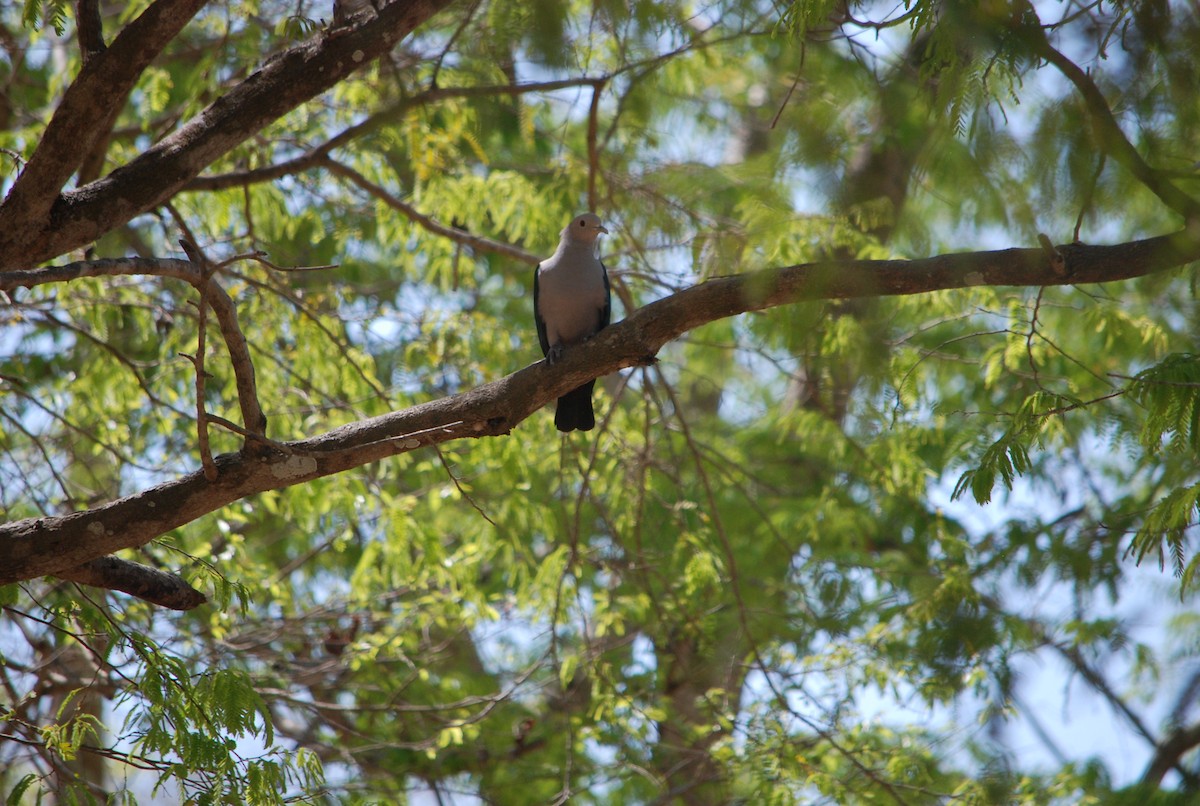 Green Imperial-Pigeon - Noel Zaugg