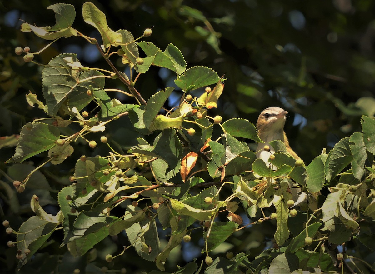 Vireo Ojirrojo - ML306216661