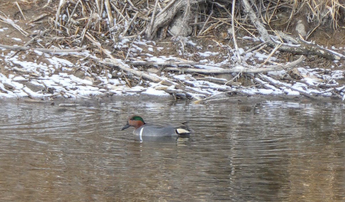 Green-winged Teal - ML306217881