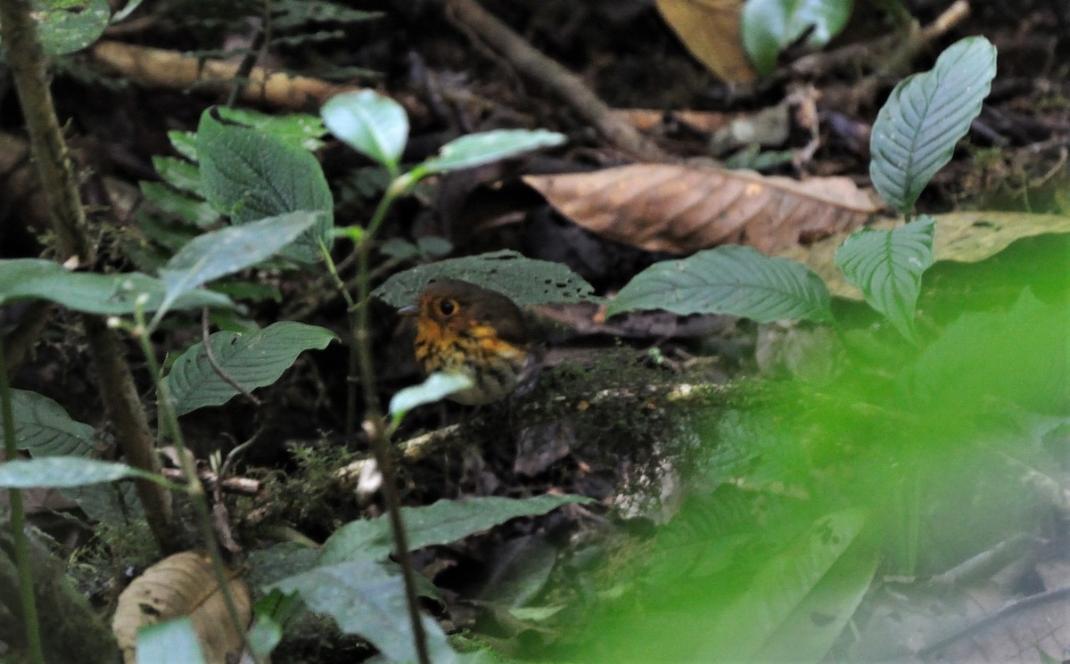 Ochre-breasted Antpitta - Peter Kennedy