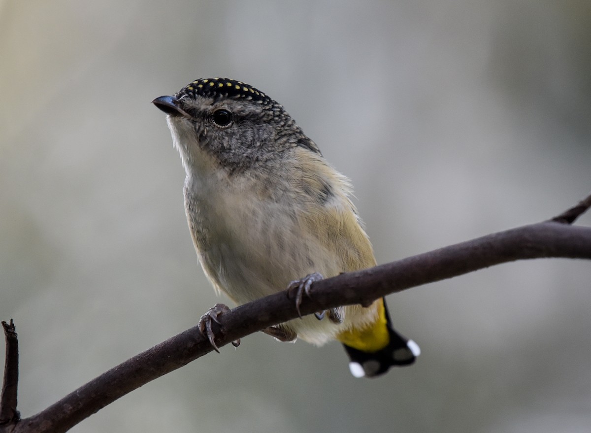 Spotted Pardalote (Spotted) - Bruce Wedderburn