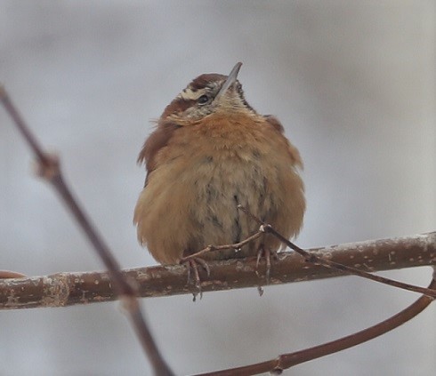 Carolina Wren - ML306219781