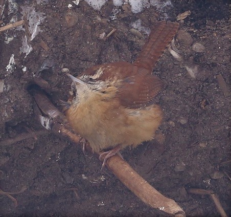 Carolina Wren - ML306219811