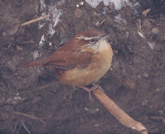 Carolina Wren - ML306219831