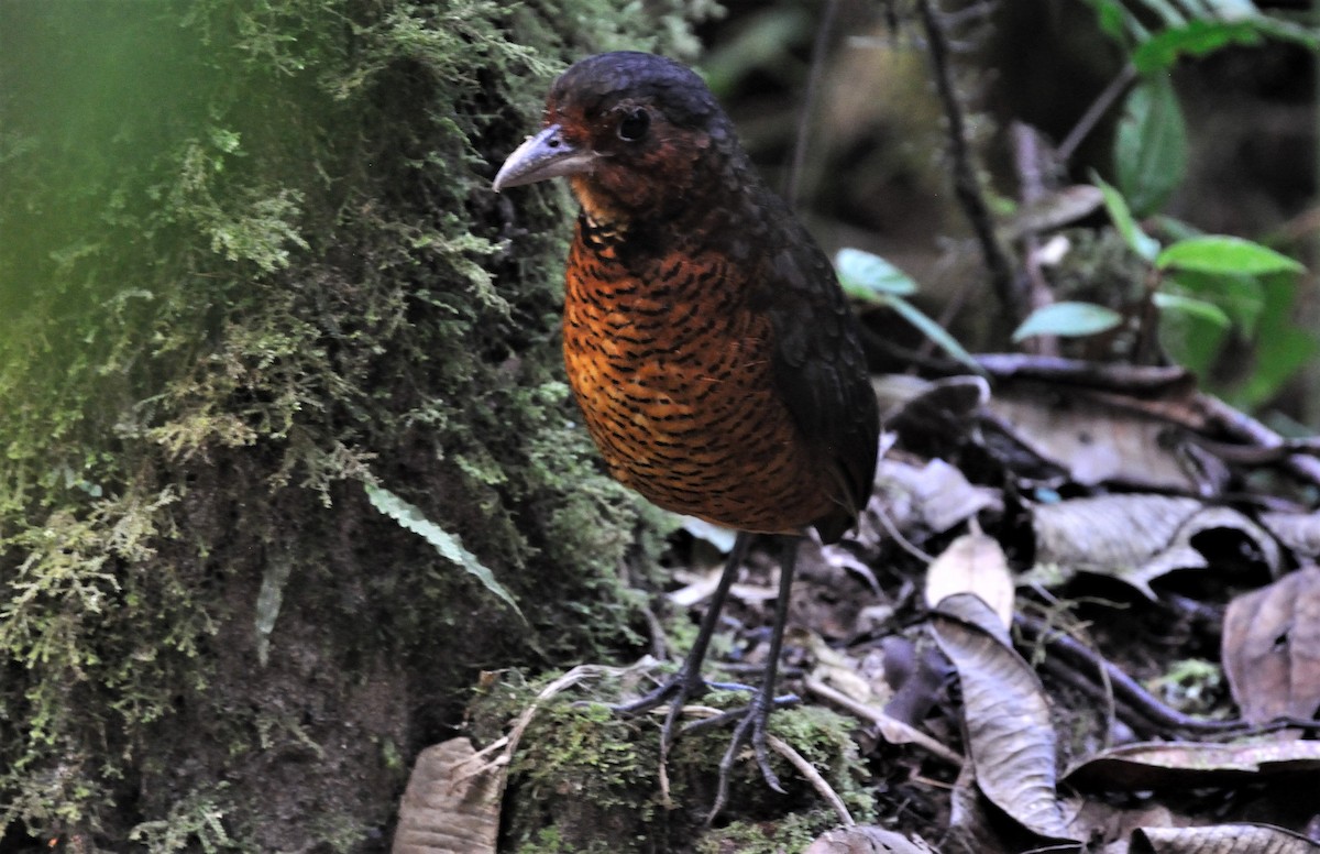 Giant Antpitta - Peter Kennedy