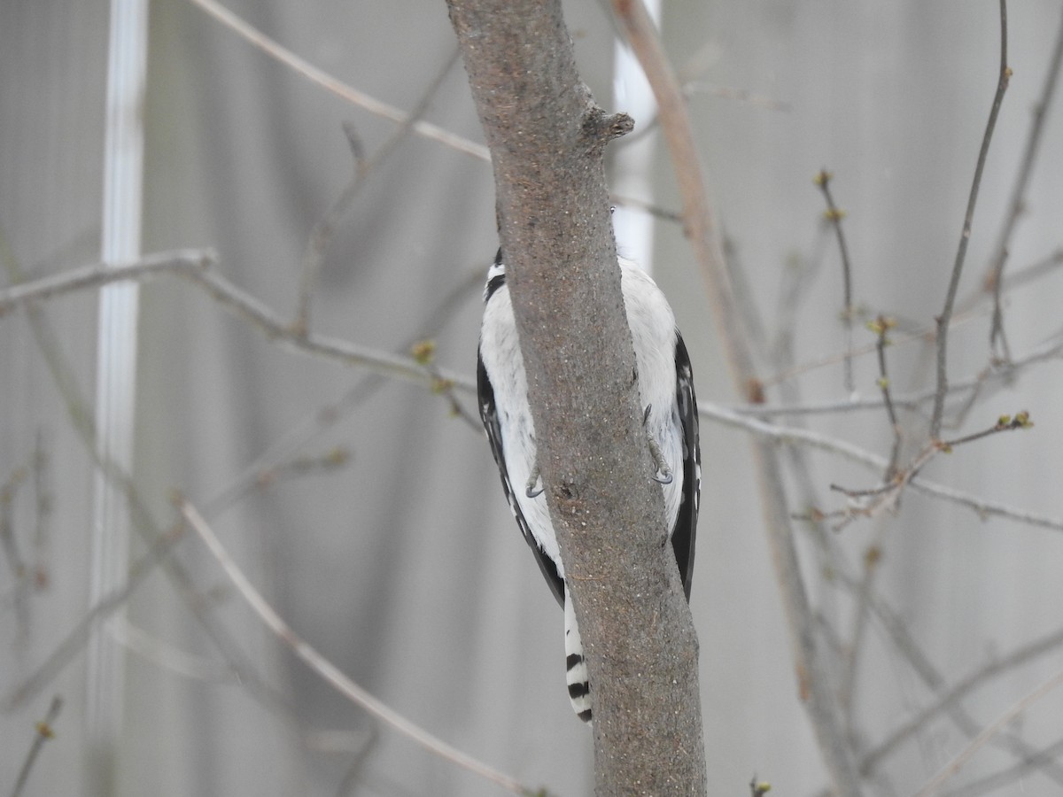 Downy Woodpecker - ML306220121
