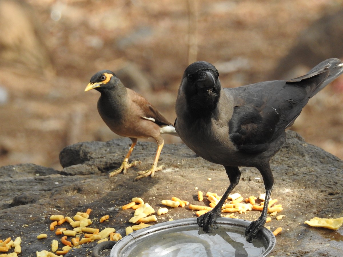 House Crow - Rajendra Gadgil