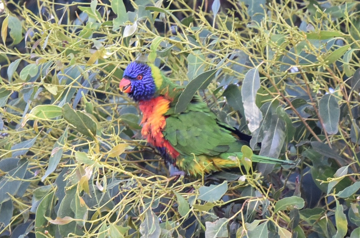 Rainbow Lorikeet - ML306221211