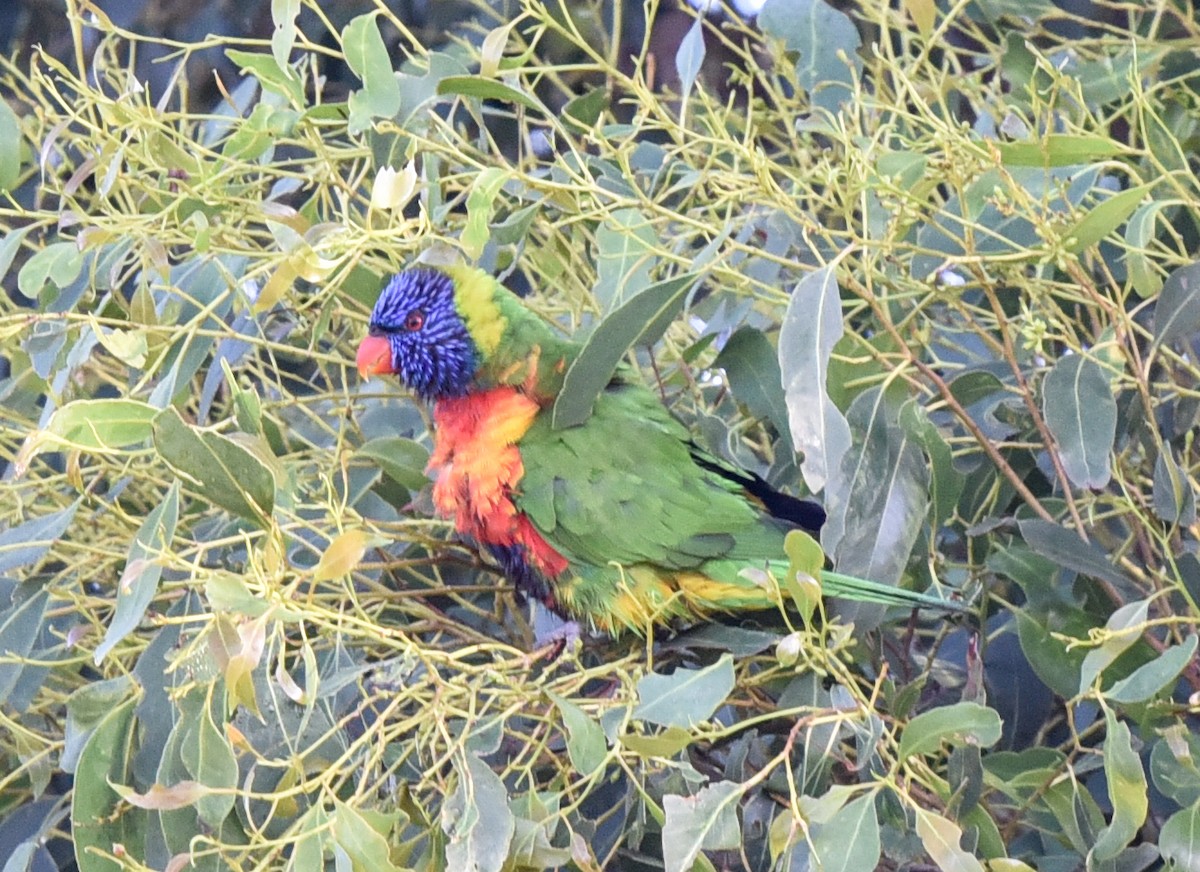 Rainbow Lorikeet - ML306221231