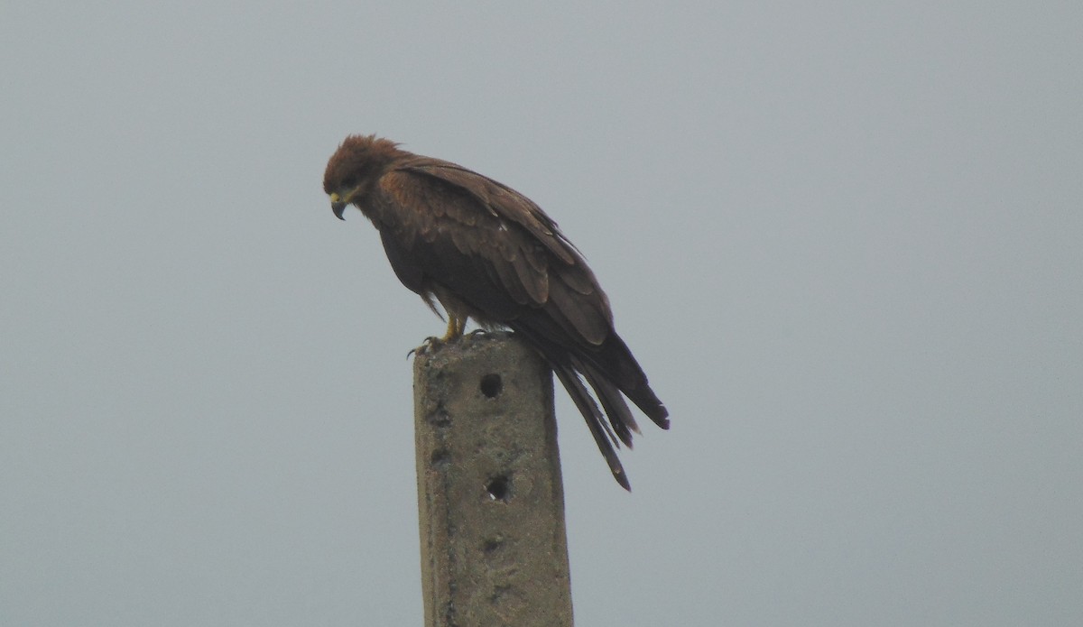 Black Kite - ML30622241
