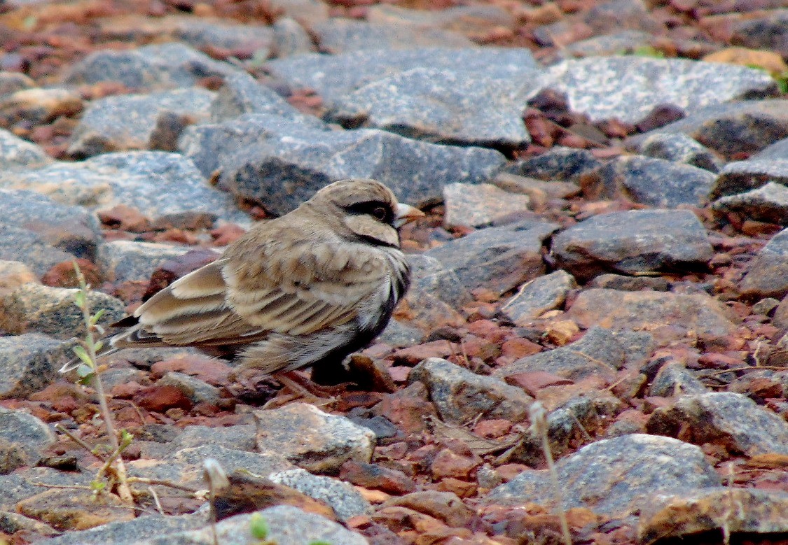 Ashy-crowned Sparrow-Lark - ML30622271
