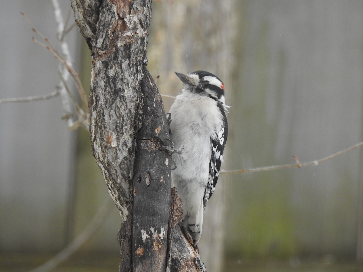 Downy Woodpecker - ML306223491