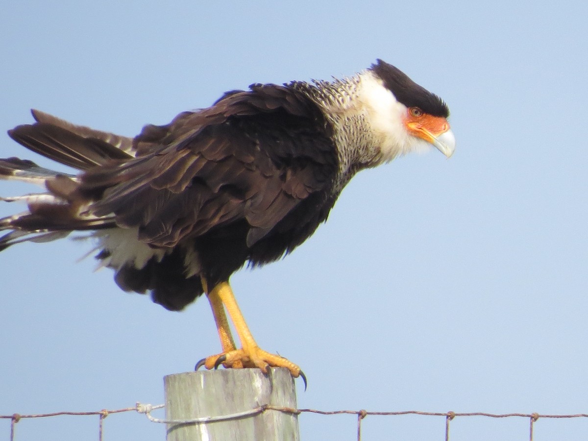 Crested Caracara (Northern) - ML306224301