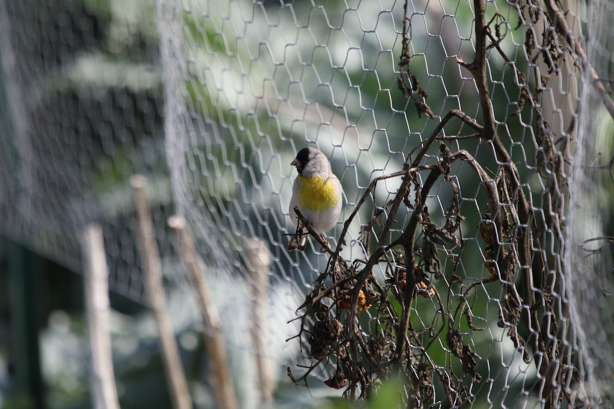 Lawrence's Goldfinch - ML306225681