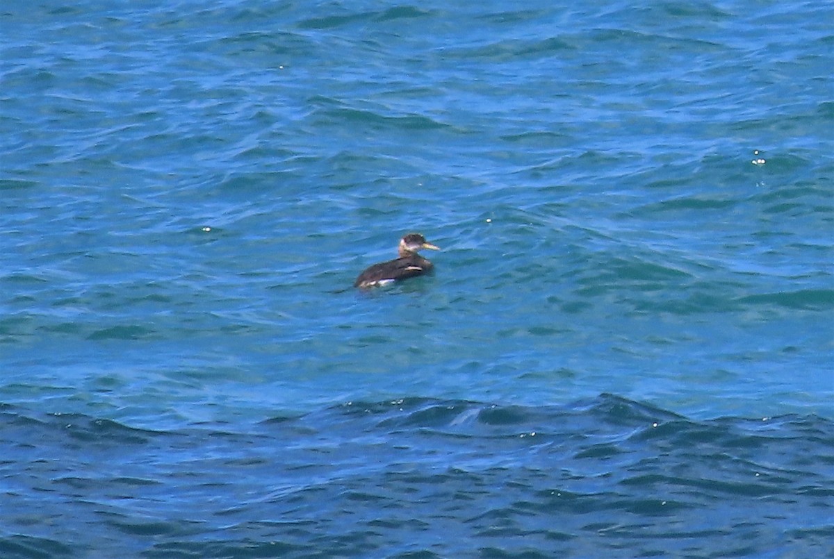 Red-necked Grebe - ML306226361