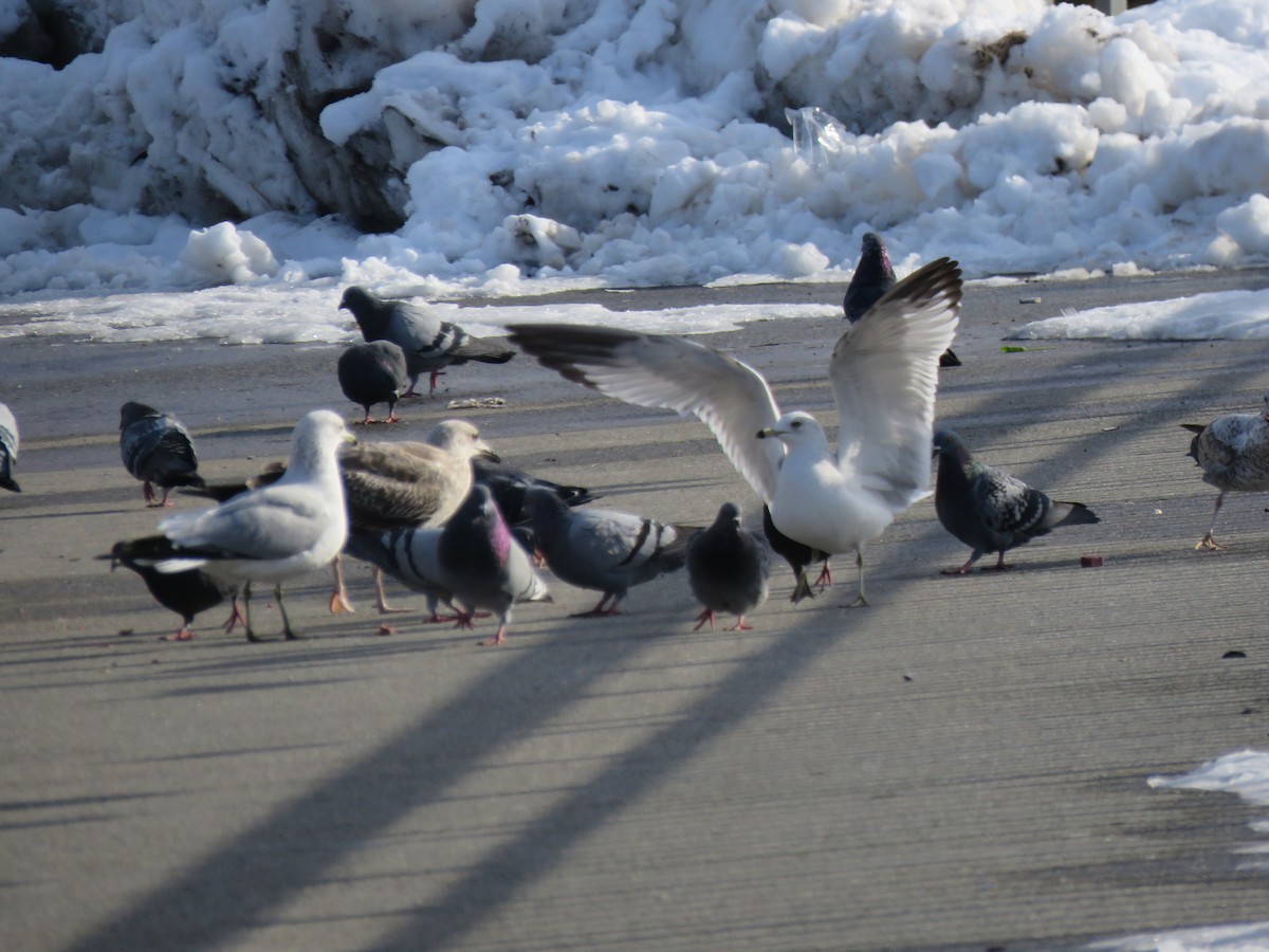 Ring-billed Gull - ML306228621