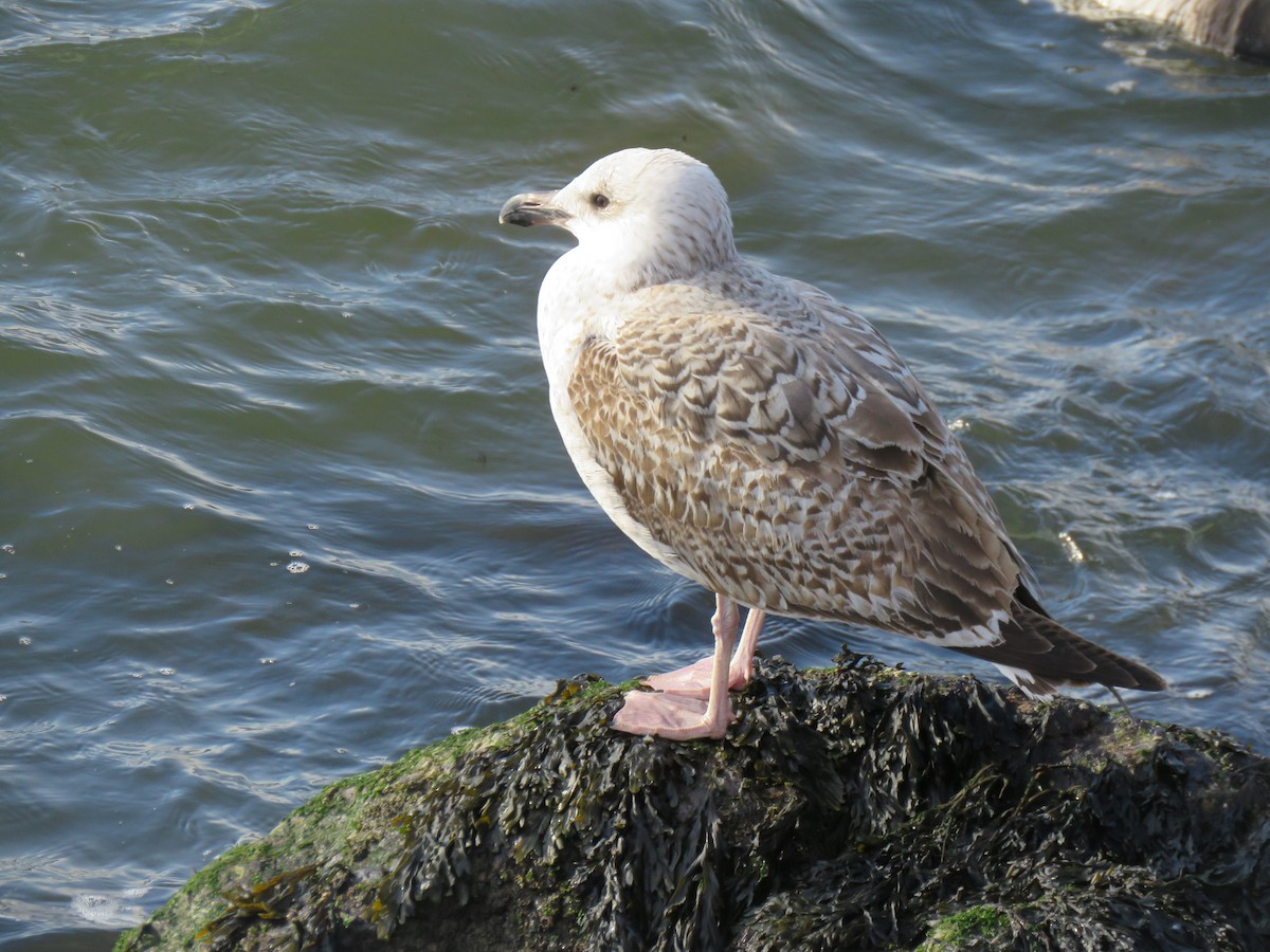 Great Black-backed Gull - ML306229181