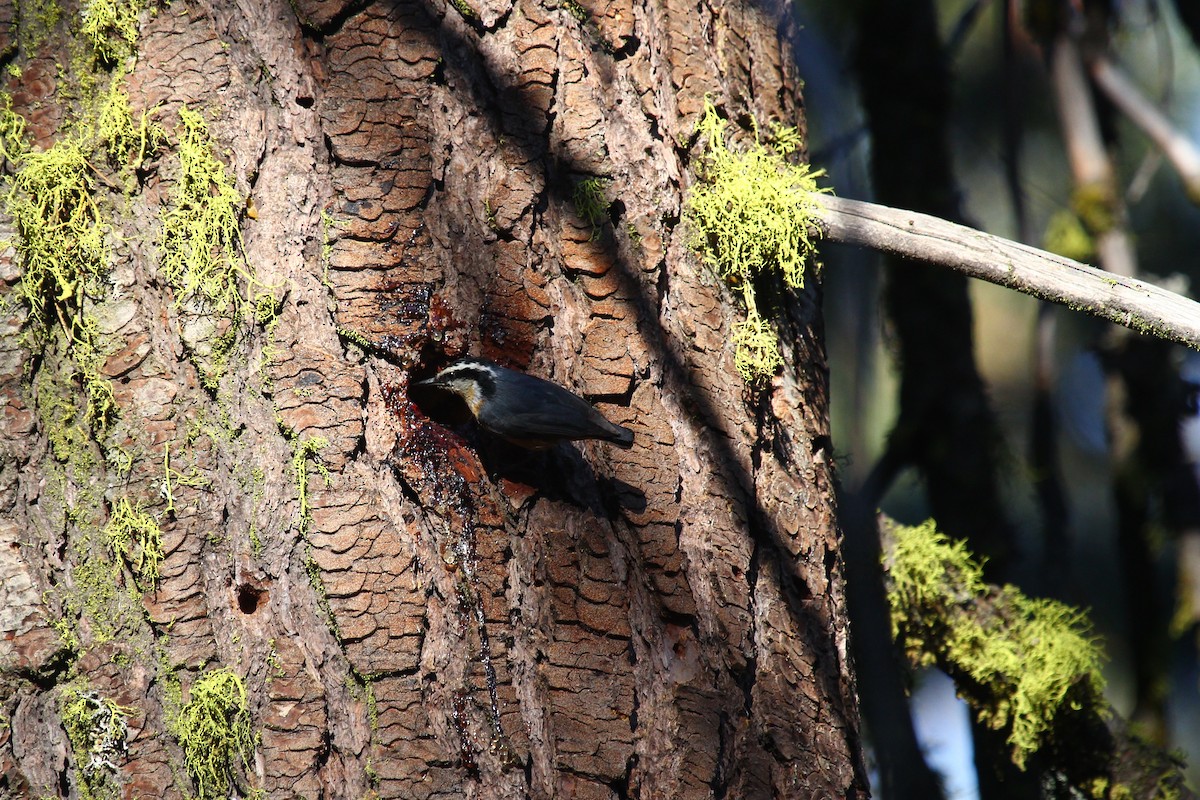 Red-breasted Nuthatch - ML30622951