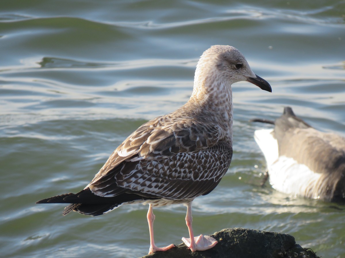 Lesser Black-backed Gull - ML306229921