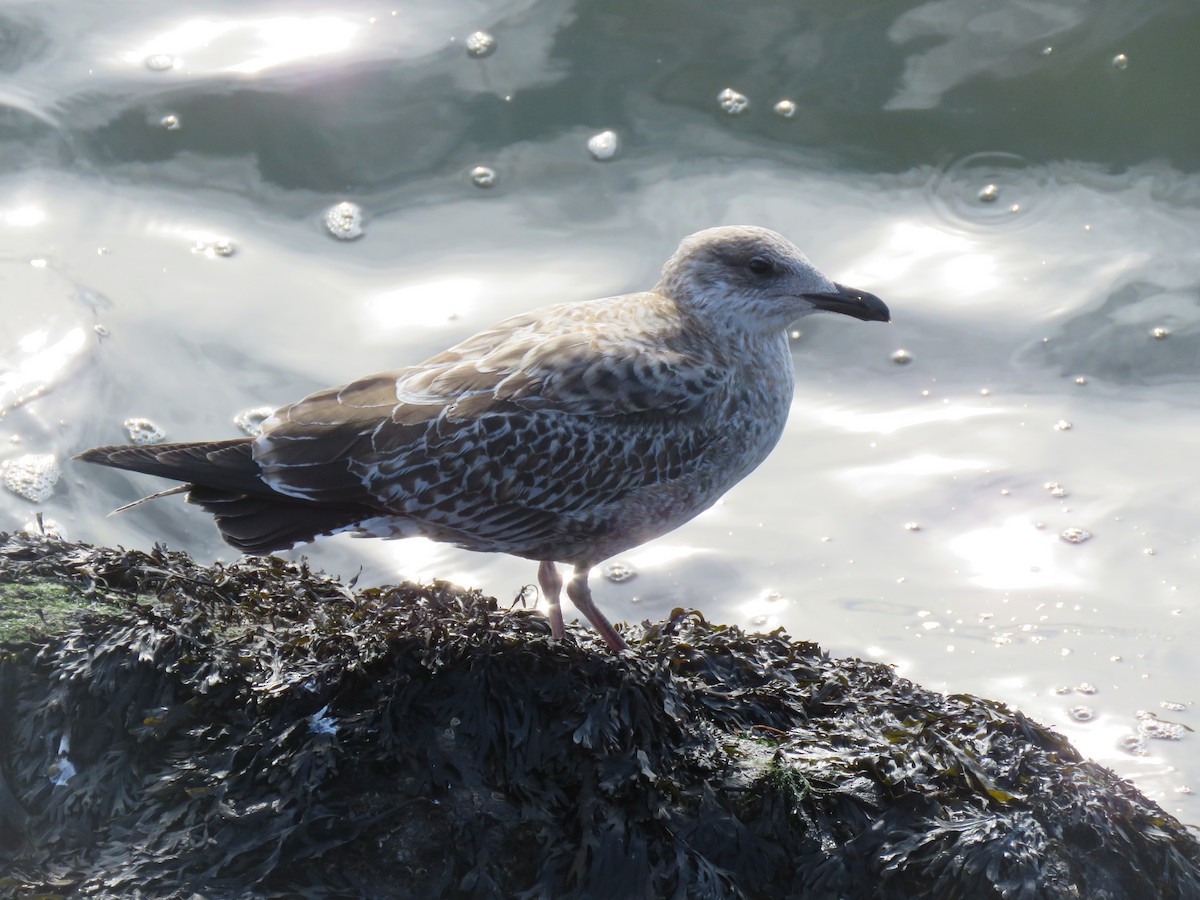 Lesser Black-backed Gull - ML306229931