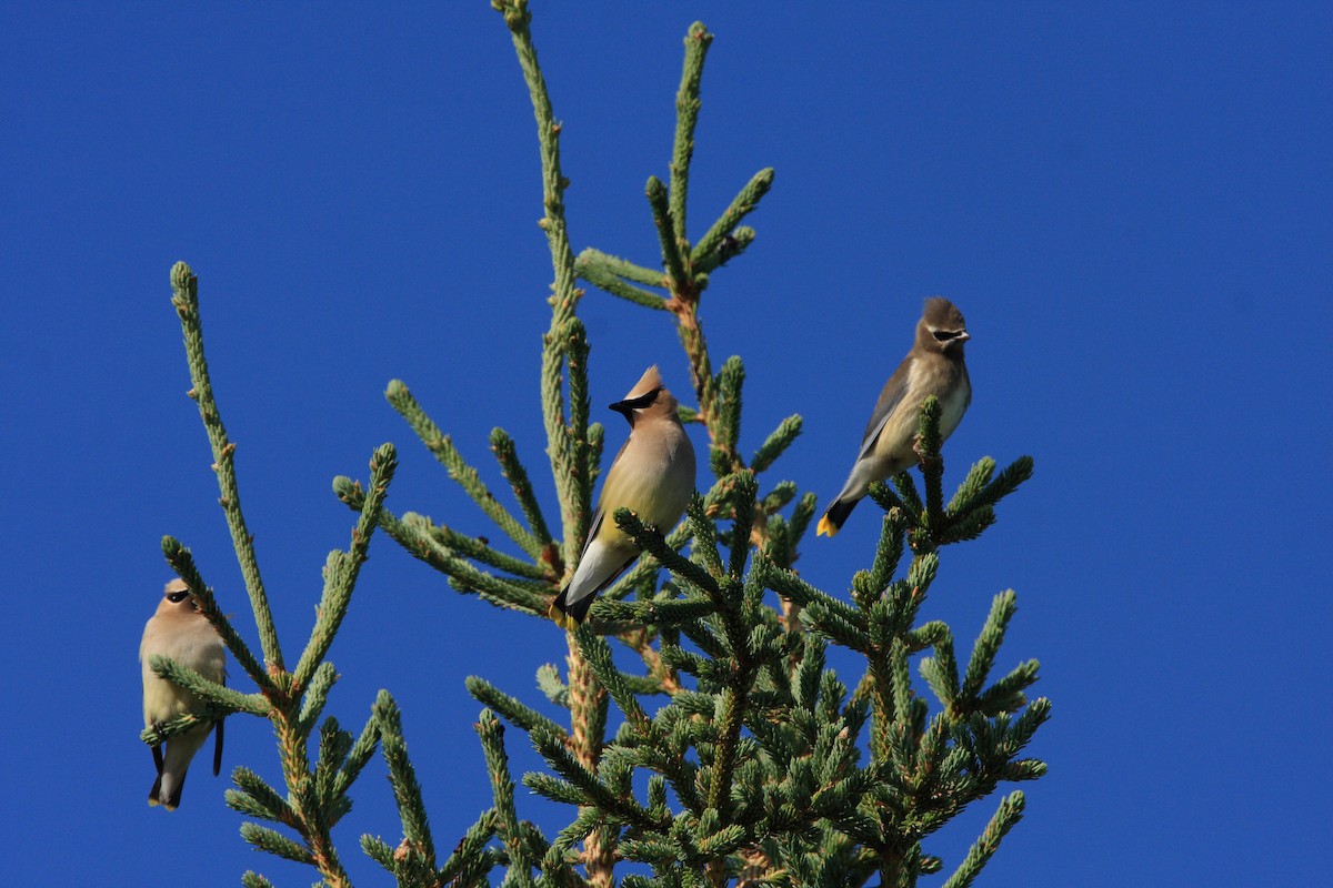 Cedar Waxwing - Marc-Antoine Montpetit
