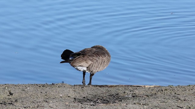 Cackling Goose (minima) - ML306231571