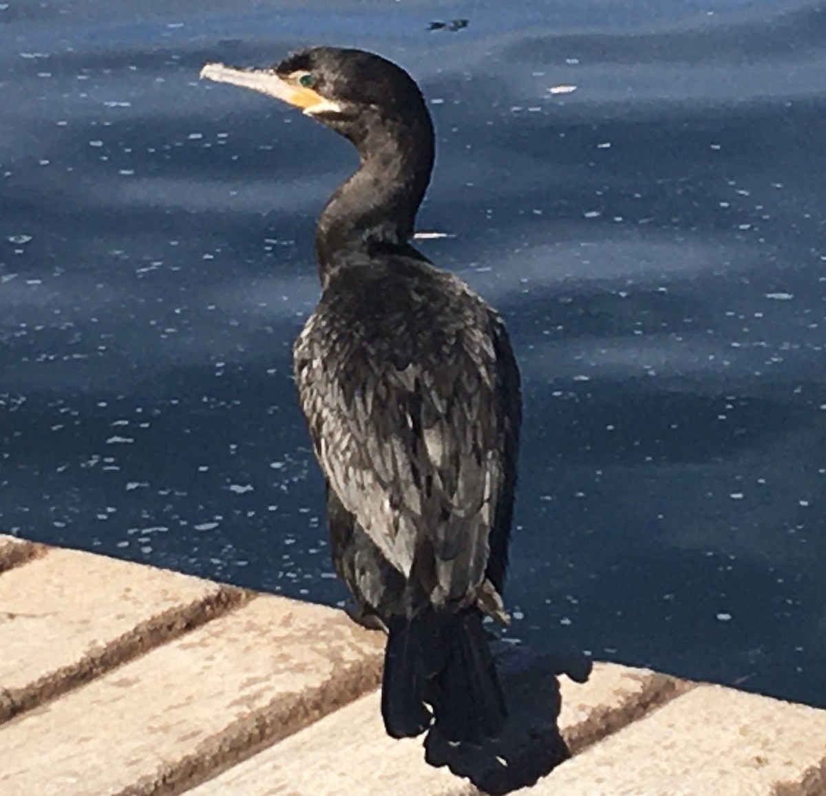 Neotropic Cormorant - ML306232641