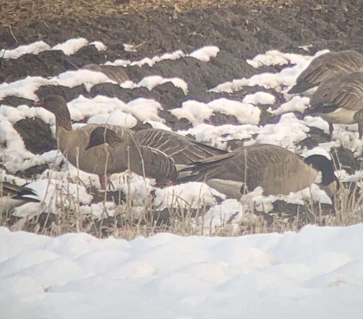 Pink-footed Goose - ML306236201