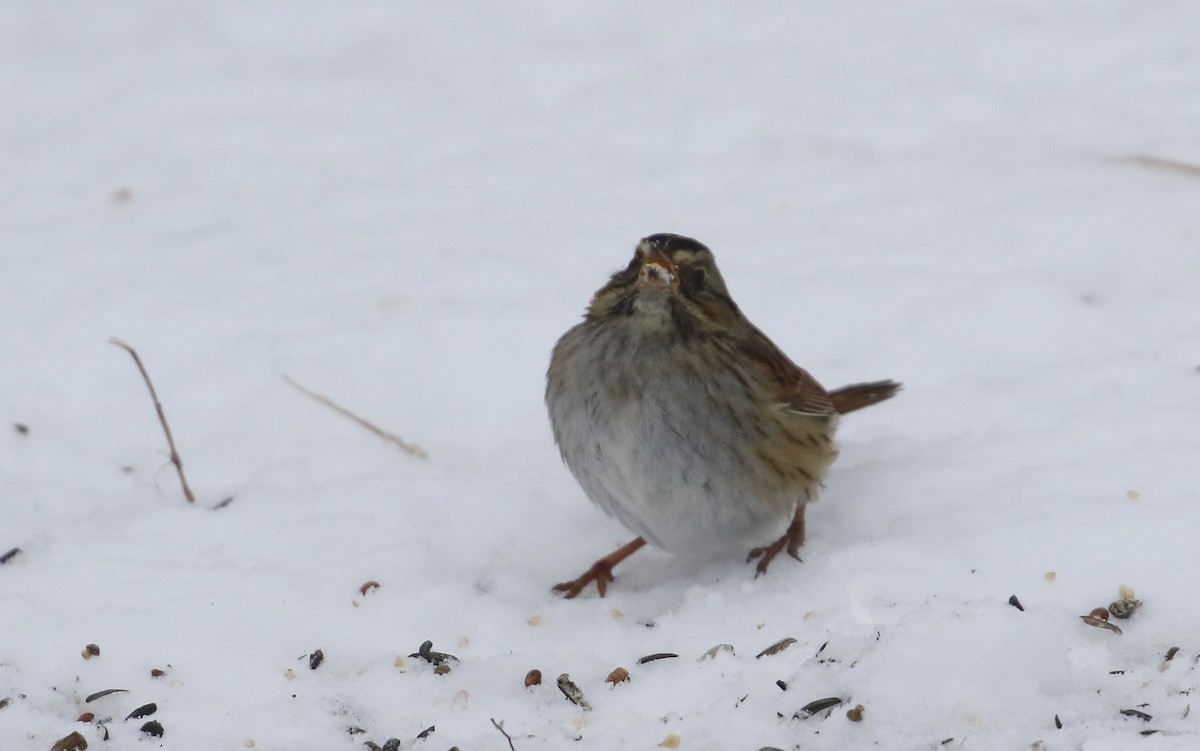 Swamp Sparrow - ML306236221