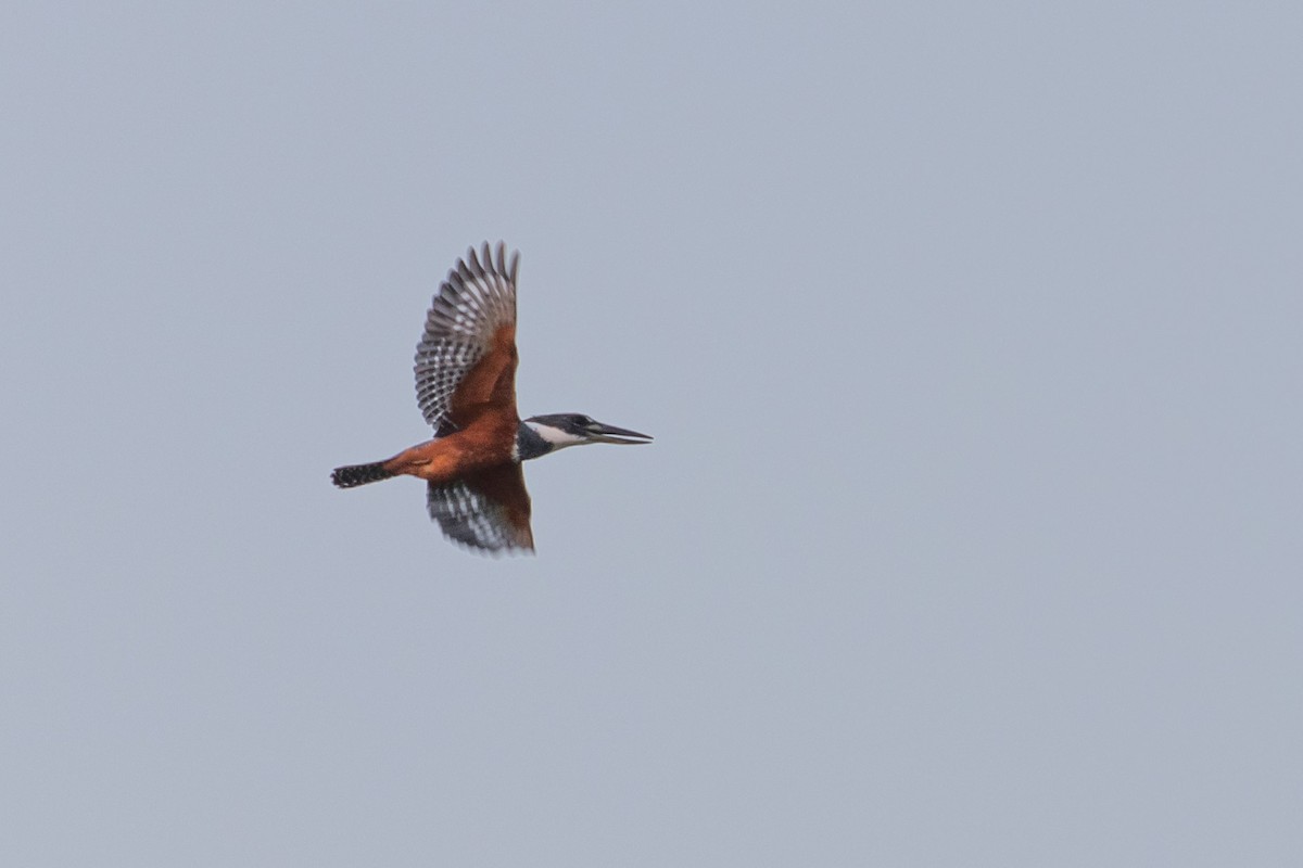 Ringed Kingfisher - ML306236941