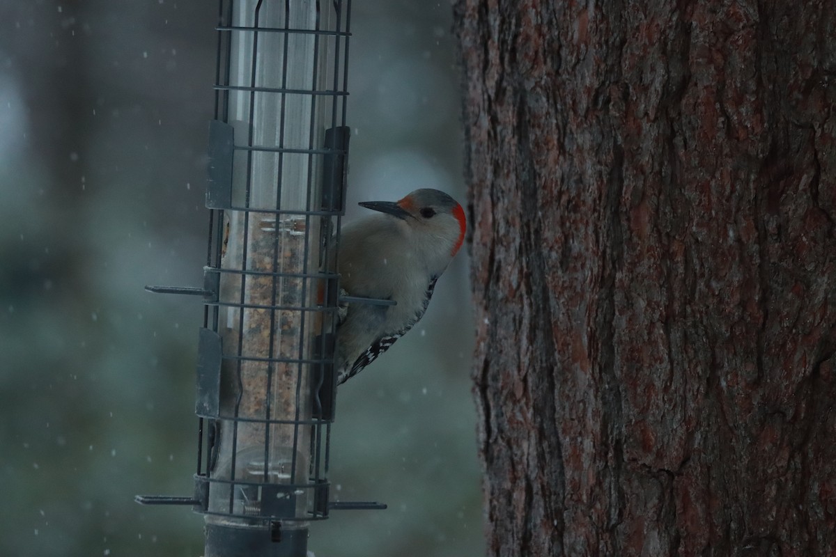 Red-bellied Woodpecker - ML306237141