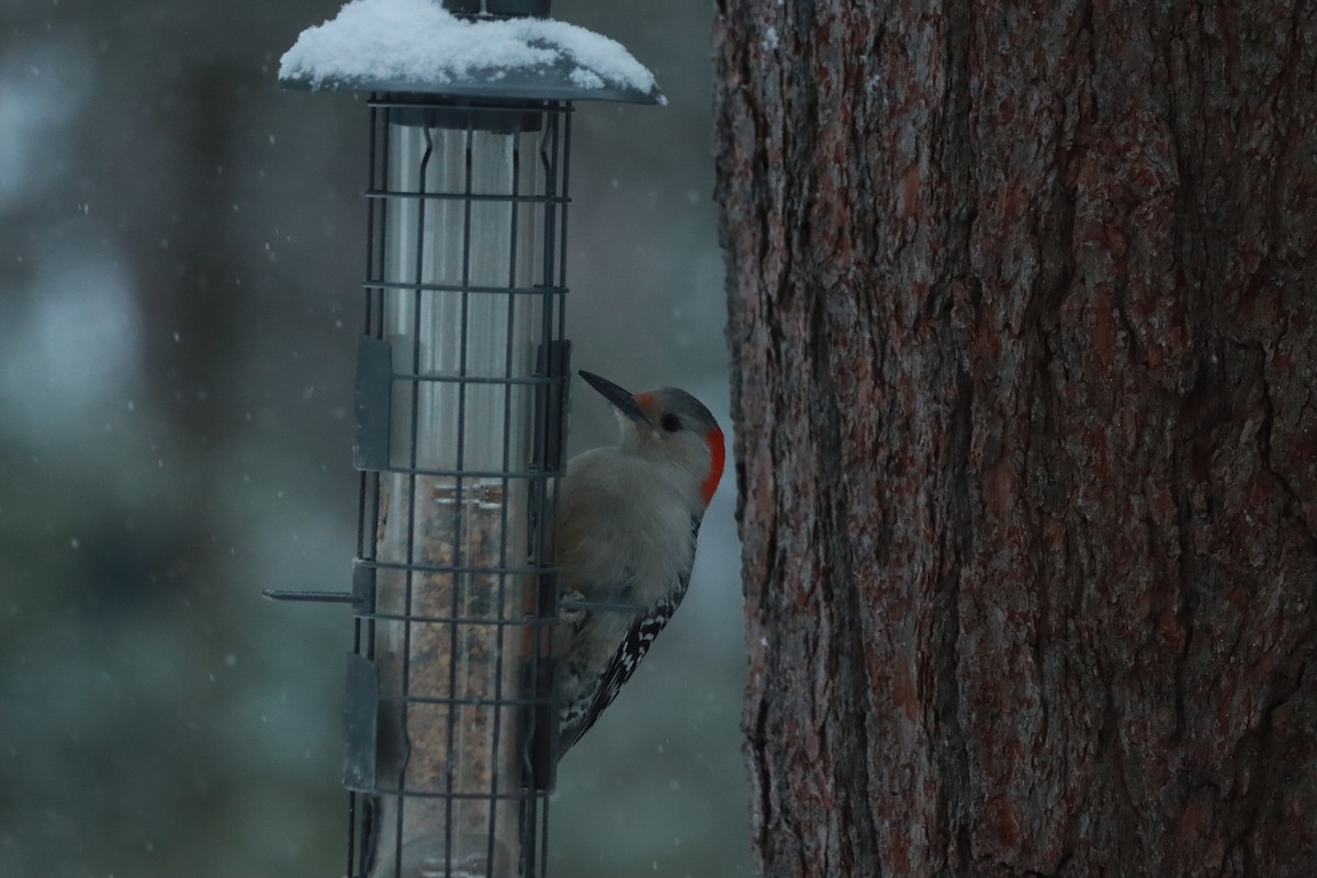 Red-bellied Woodpecker - ML306237401