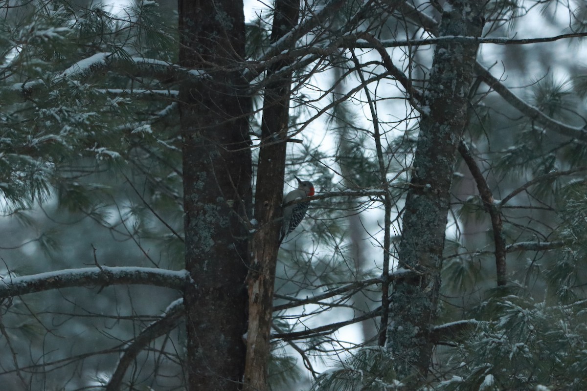 Red-bellied Woodpecker - ML306237451