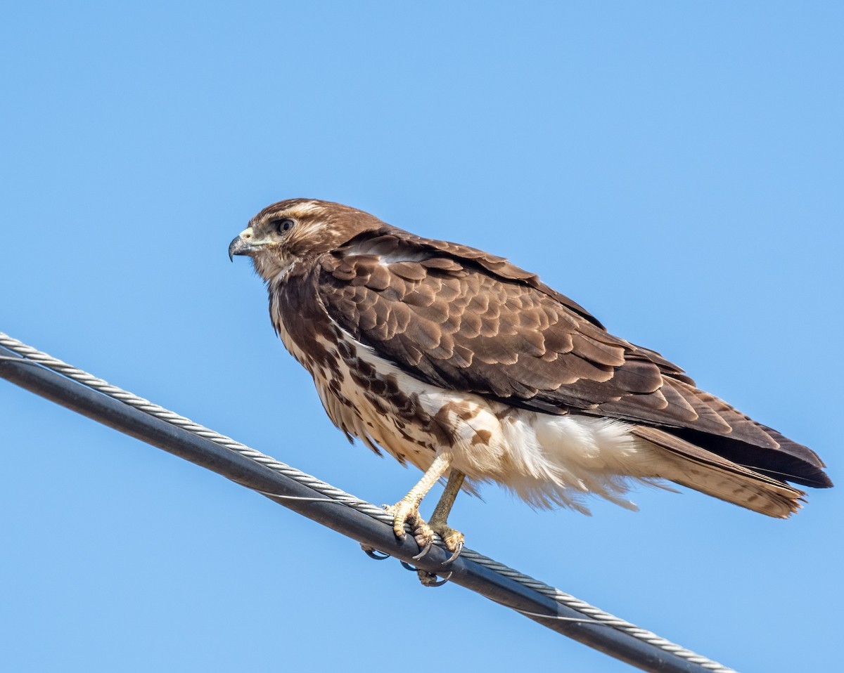 Swainson's Hawk - ML306237781