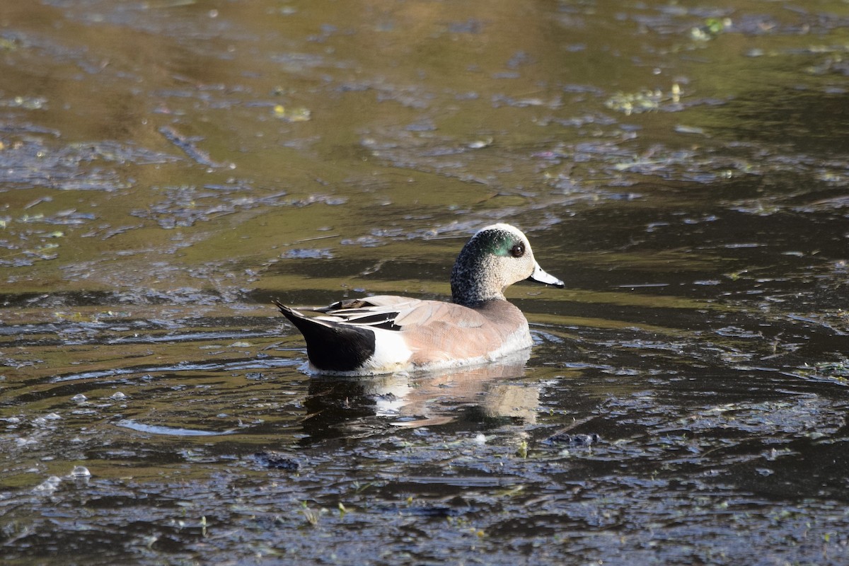 American Wigeon - ML306237971