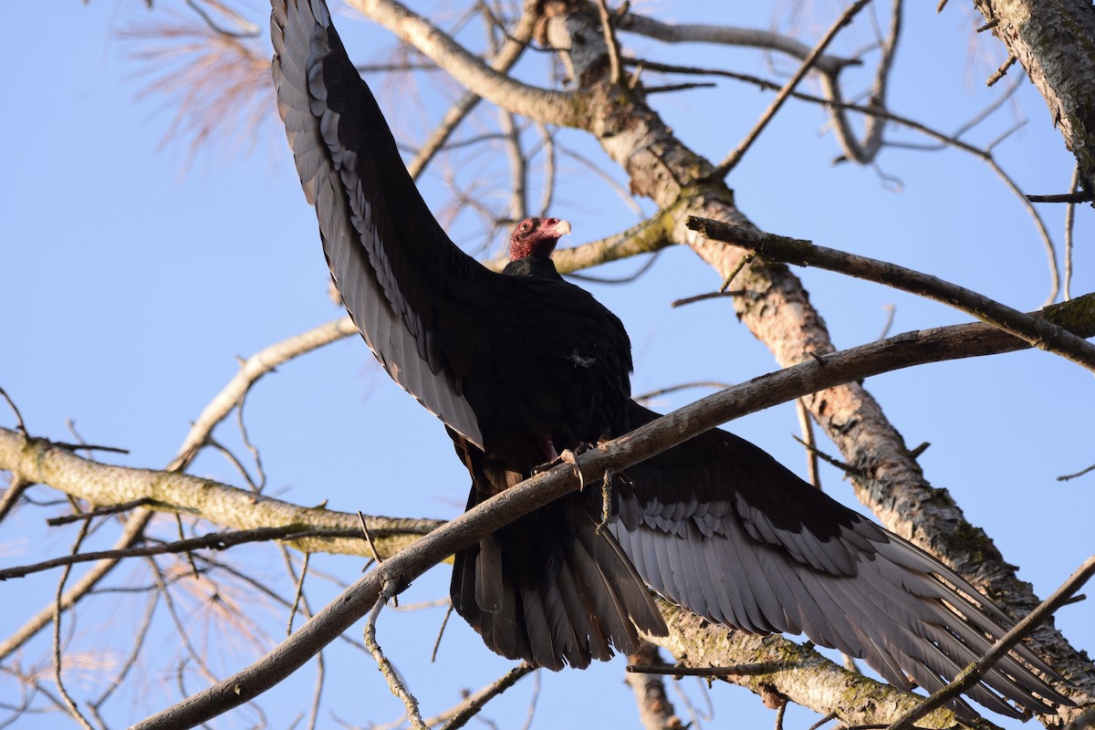 Turkey Vulture - Carolyn Harris