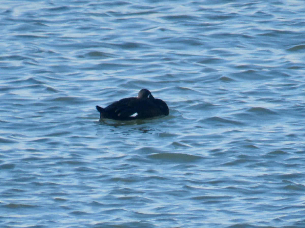White-winged Scoter - ML306239091
