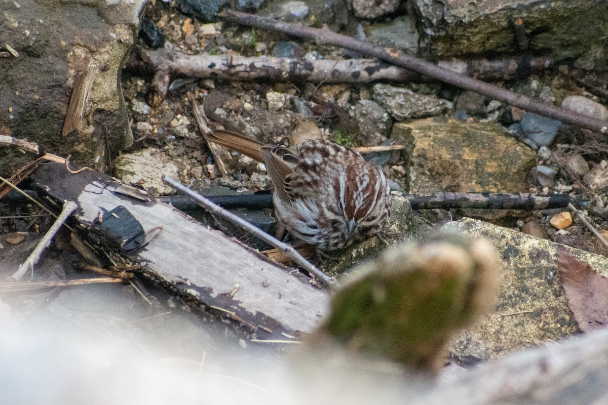 Song Sparrow (melodia/atlantica) - ML306240491